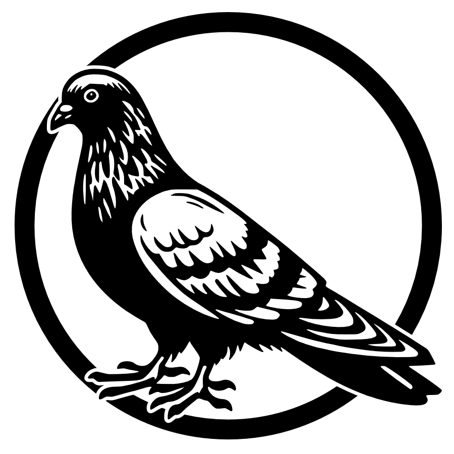 Duif